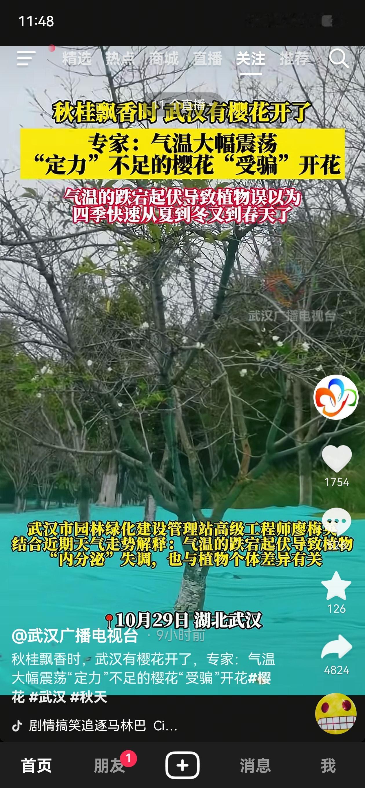 武汉的天气，把樱花都整不会了！武汉天气在两周内反复在35℃；20℃；5℃徘徊