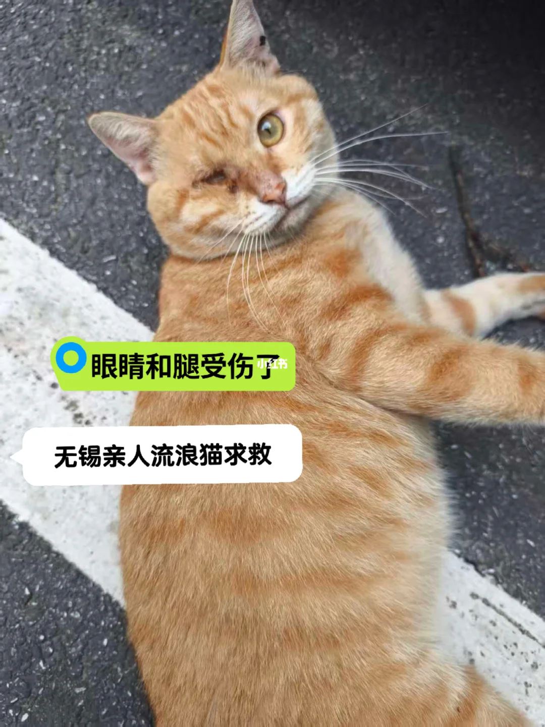 无锡受伤流浪猫喊你