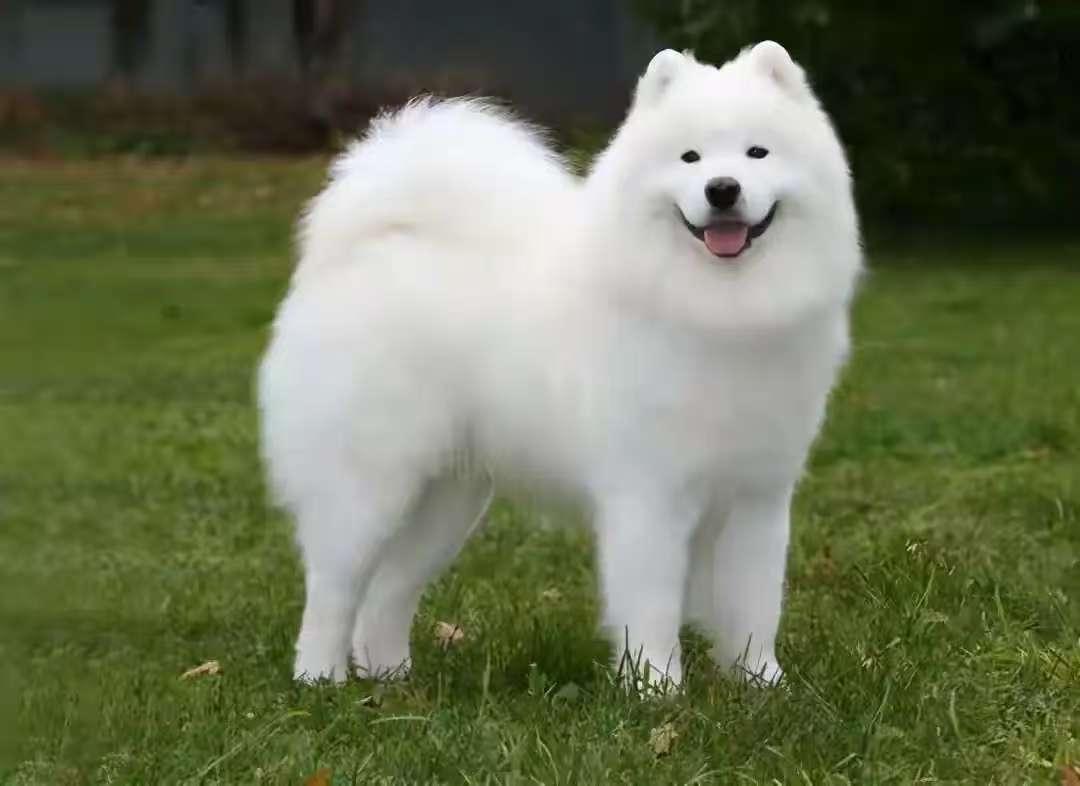 生肖狗：明天起，必有“天大之喜”，一定要点开，为2月开个好头清晨推开窗，风里