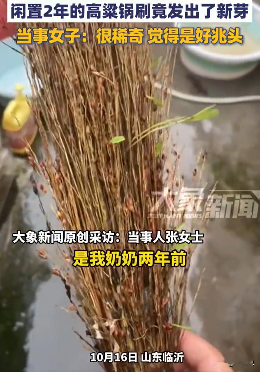 “这绝对是真材实料！”山东临沂，女生收拾屋子，突然在角落里找到一个锅刷，不过让她