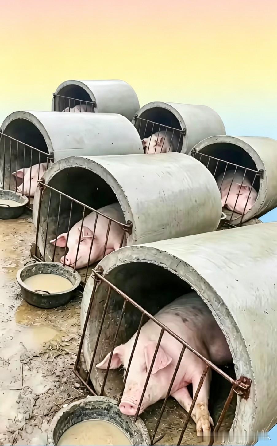 这样的猪养出来不好吃，没有运动量