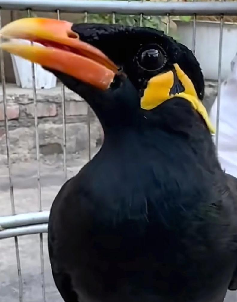 东北的洗浴文化还在升级中辽宁一家洗浴中心门前多了一只吉祥物，这只鹦鹉可以说一口