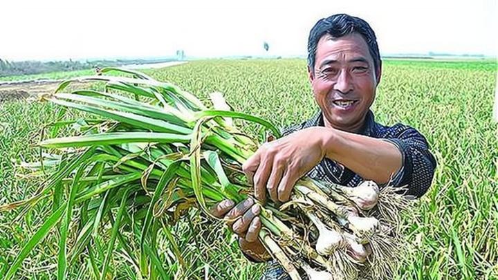 大蒜高产种植技巧, 弓背向东南栽培, 亩产可达六千三百斤