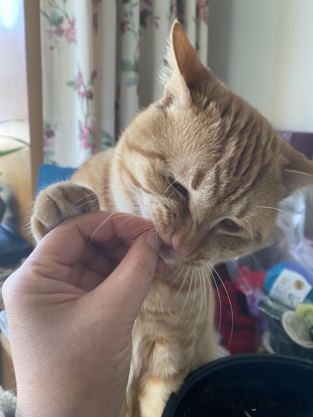 我家橘猫月月昨天我在家里打扫的时候陶炉上煮了茶，因为干活比较专心，茶水煮开了没