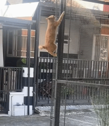 小猫：听我狡辩，不是，听我解释，我只是恐高​​​