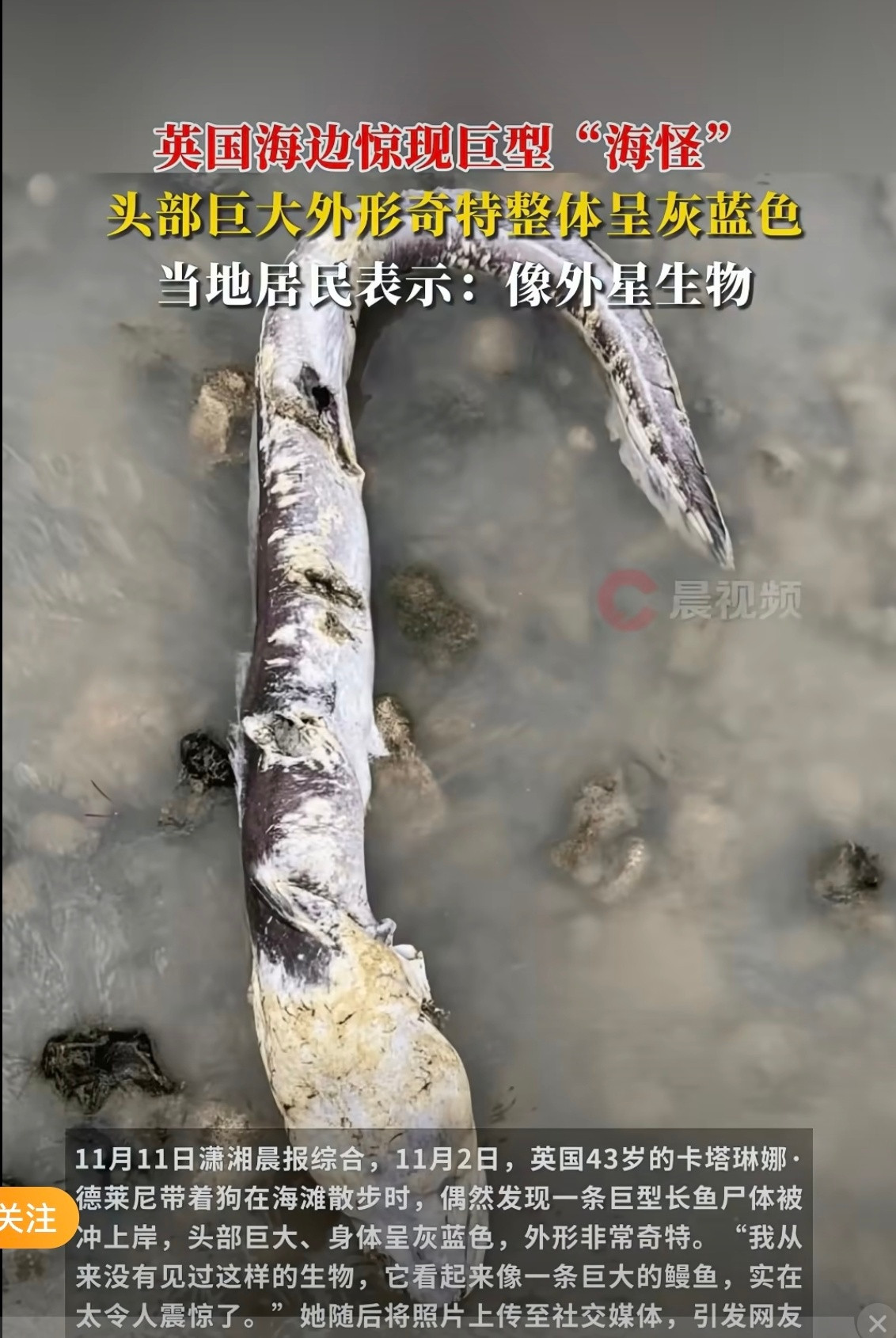 哪里巨型了……这玩意怎么看着都像是普通的鳗鱼啊，可能只是物种不一样吧！