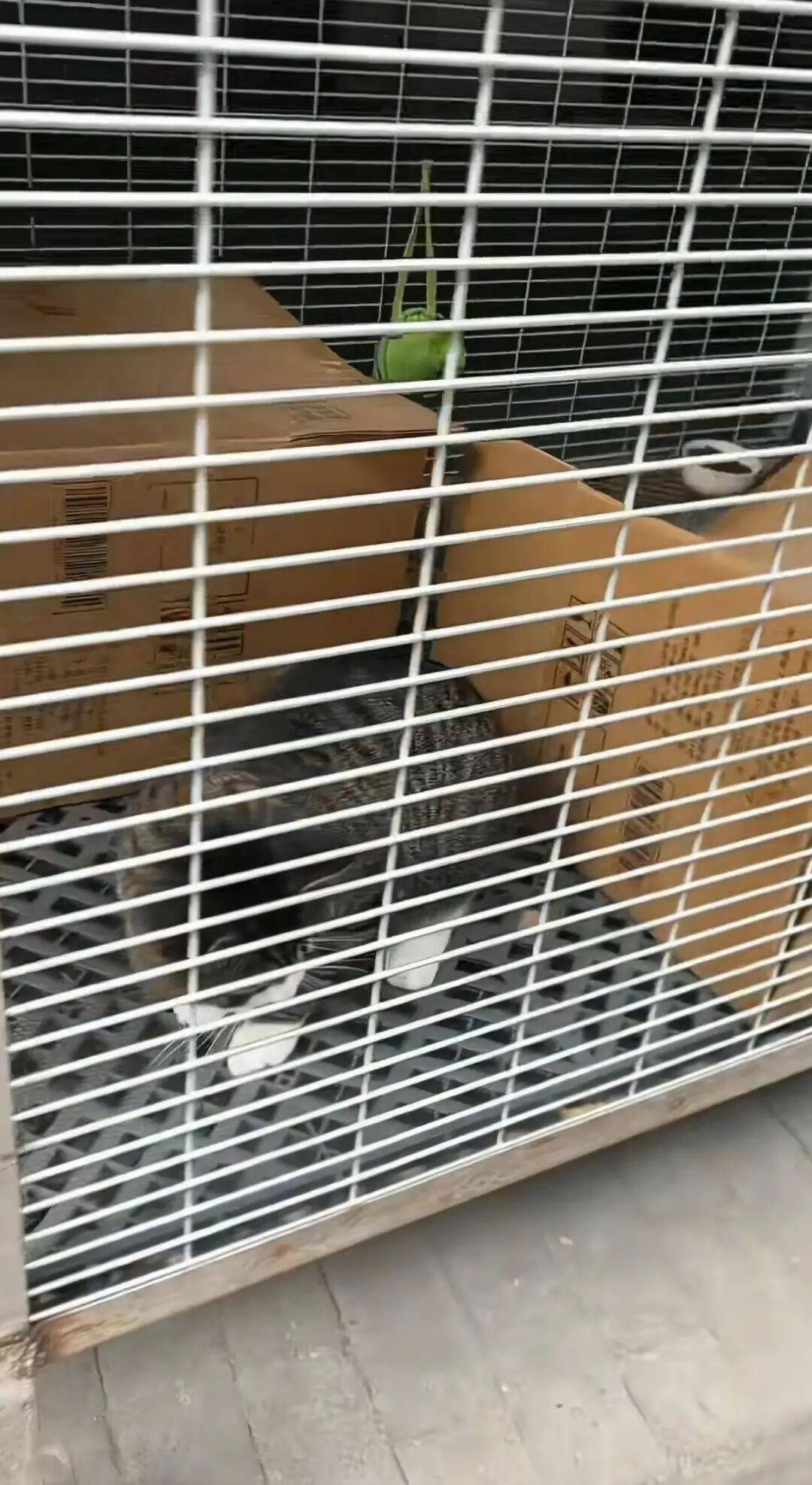 “活该发财！”辽宁一女子到汽车4S店修车时，无意间听见有狗叫的声音，转了一圈后发