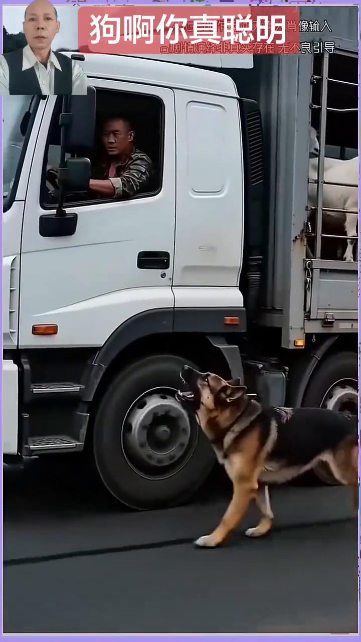 狗你真聪明。