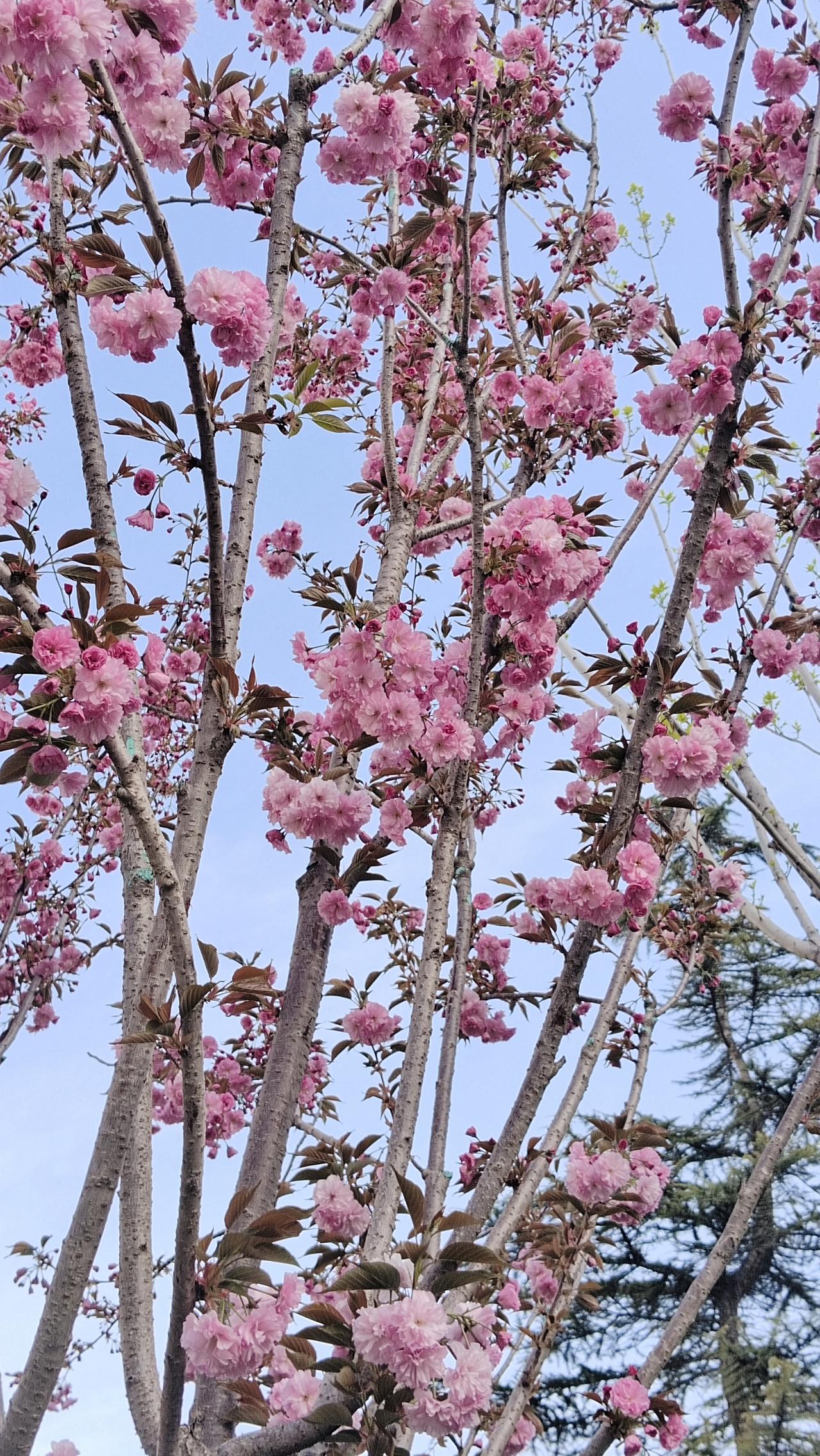 粉嫩樱花树，春意盎然，美不胜收！🌸🌸🌸这样的樱花美景，就像大自然精心绘制的
