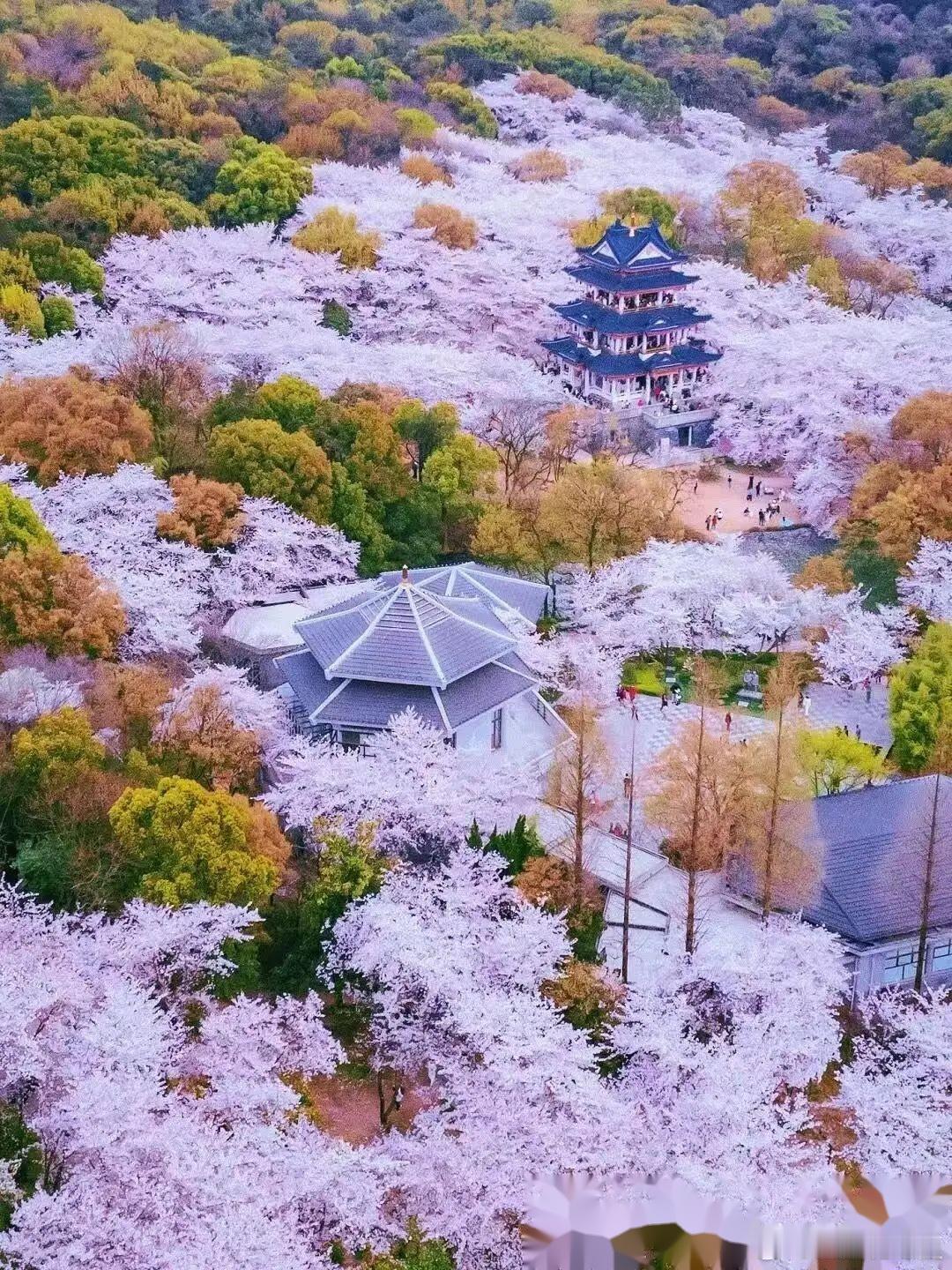 春日悠长，花枝摇曳，一抹春光，一缕春风，心随其动～​​​