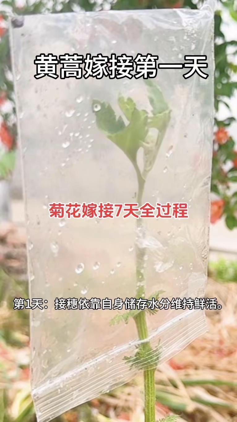菊花嫁接7天全过程！黄蒿嫁接菊花7天真实变化记录，看懂嫁接愈合原理，养花嫁接少踩