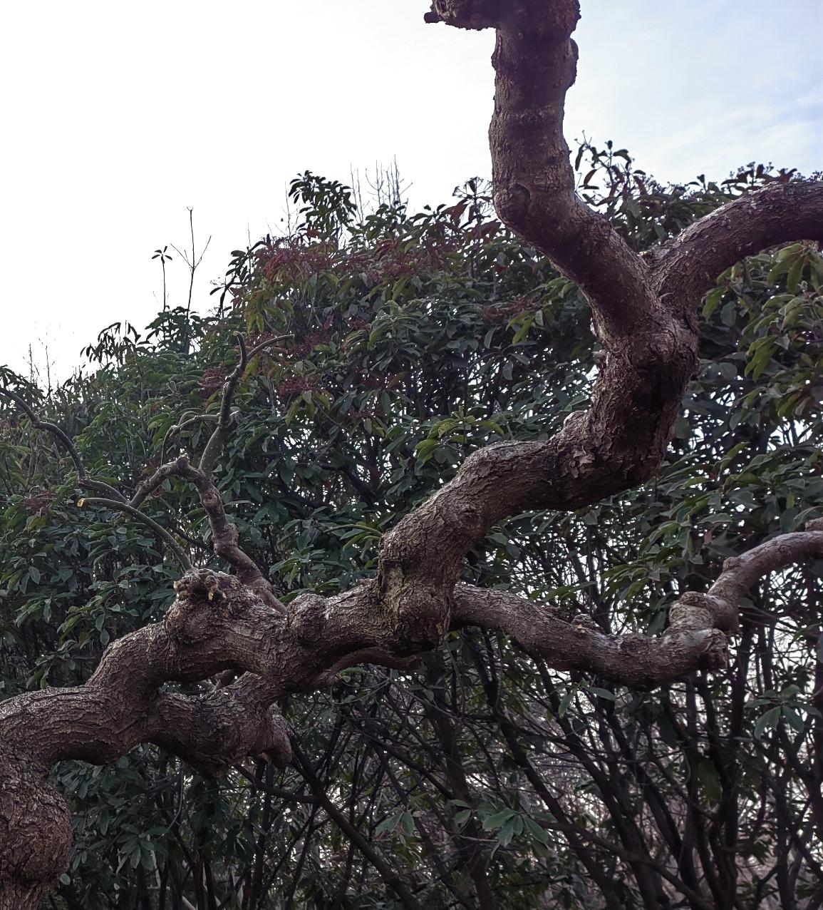 李自成攻打北京时，太监杜勋开门投降。李自成打到彰义门时，让太监杜勋前去“劝说”崇