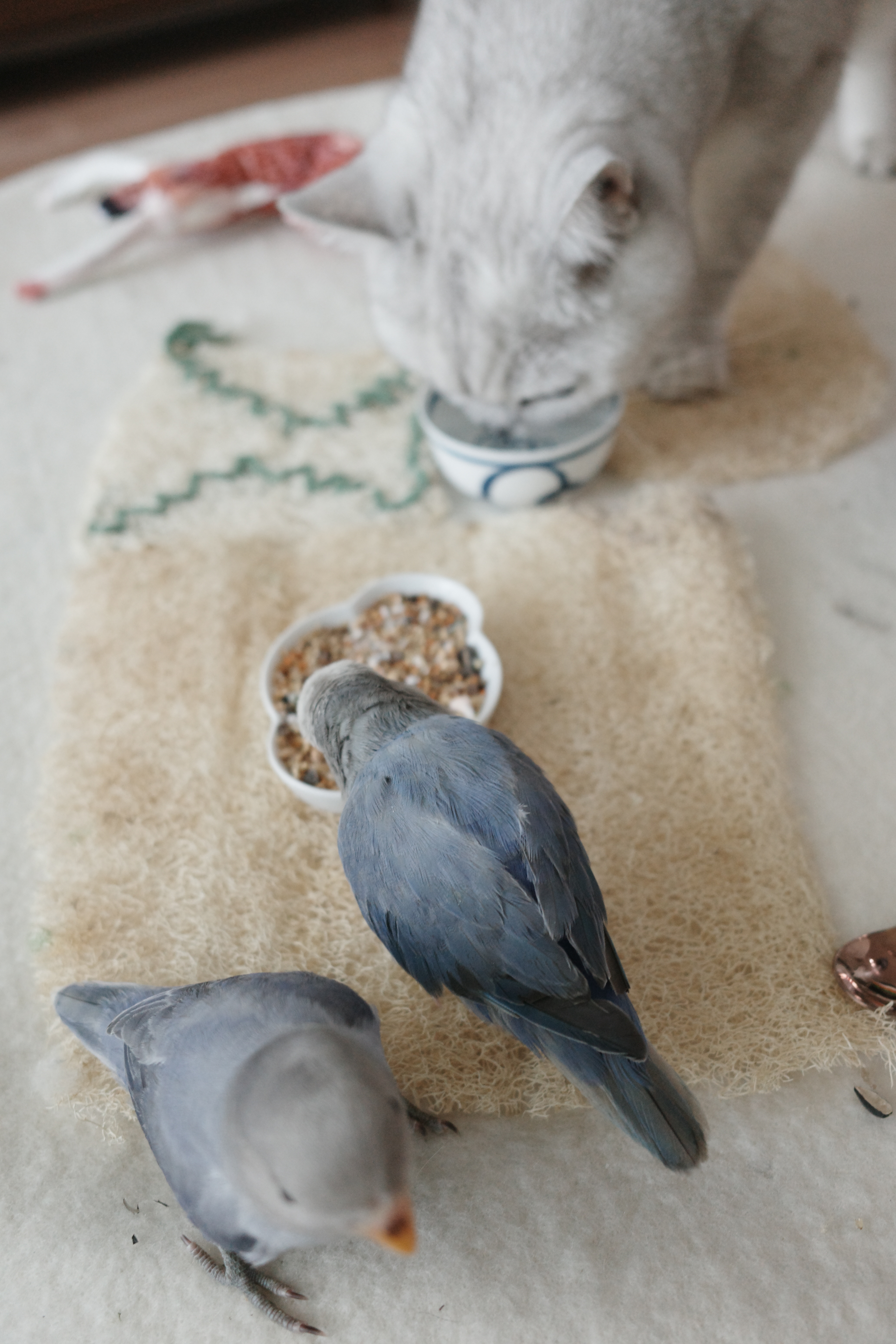 一家四口的日常