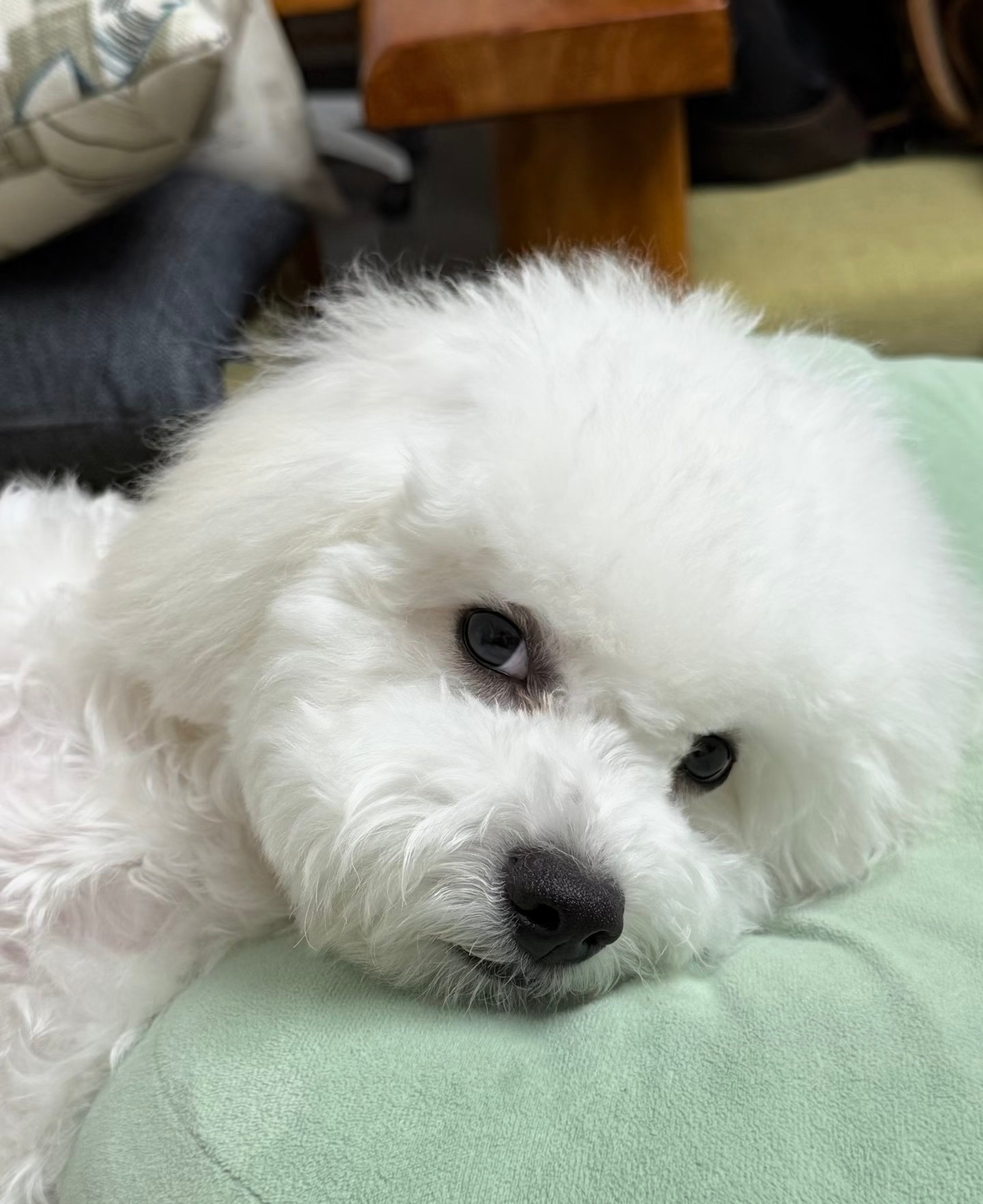 当你刷别的小狗被发现的时候