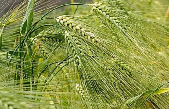 青稞是裸口感最差的粮食，没有之一，上世纪70年代，西藏地区曾尝试推广小麦种植，很