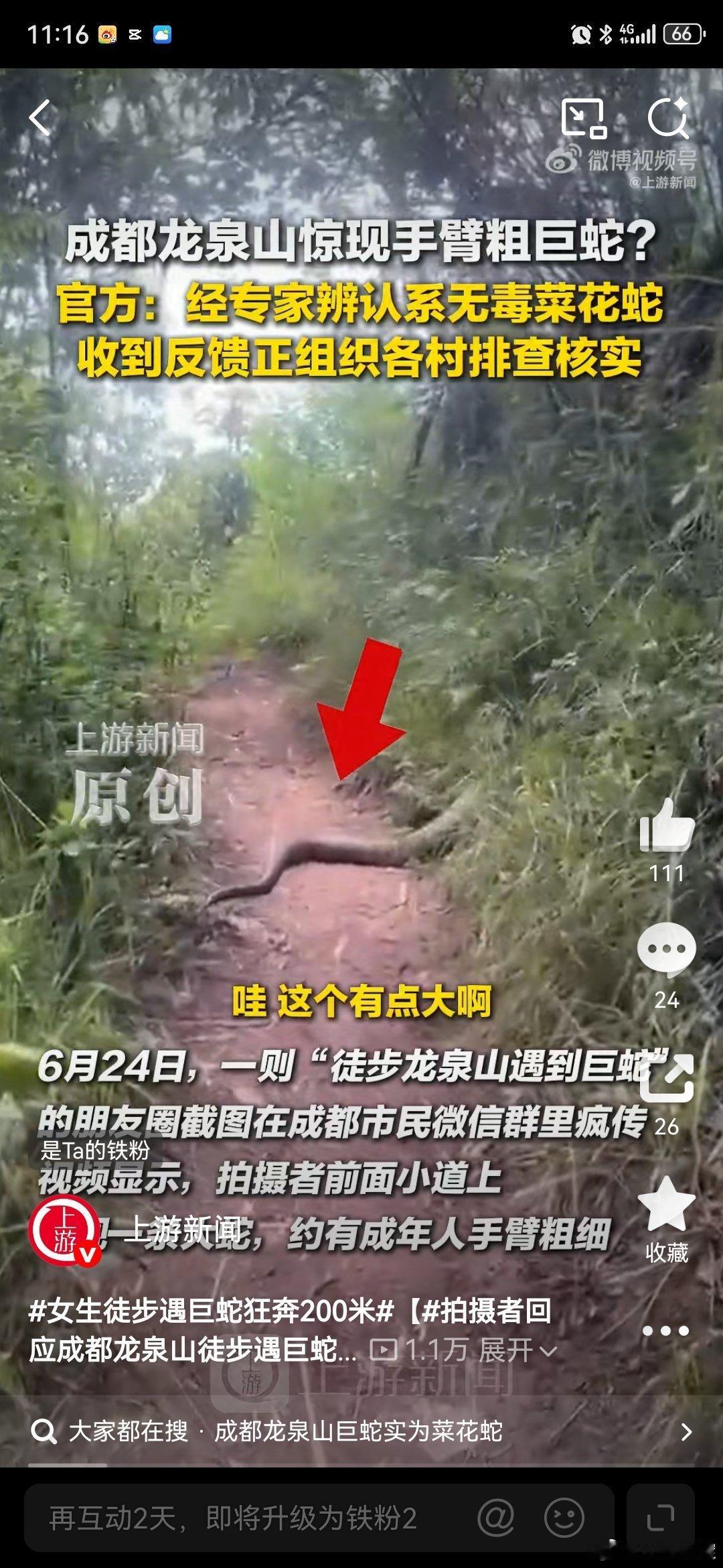 女生徒步遇巨蛇狂奔200米徒步遇上蛇了好消息：是无毒的菜花蛇坏消息：这个蛇有点大