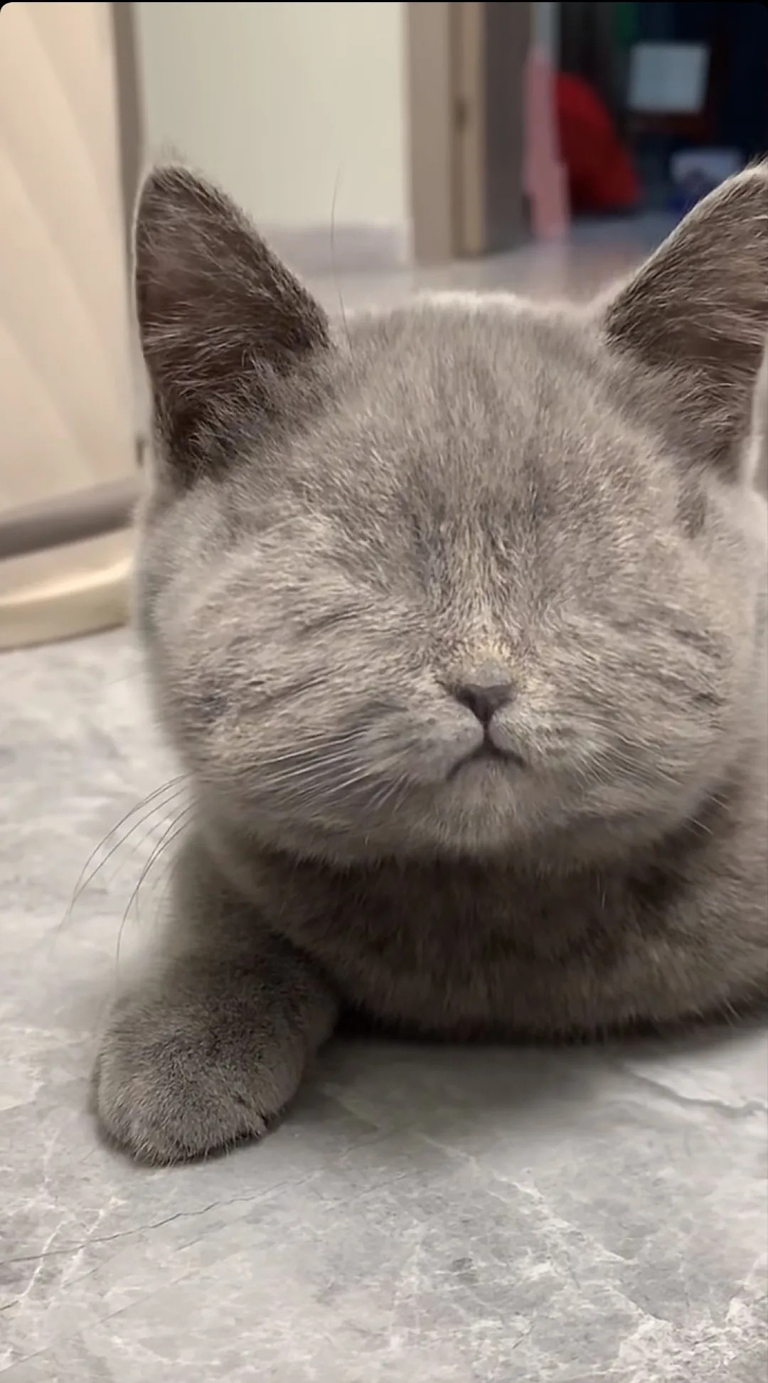 这只猫咪虽然没有眼睛，但是它遇到了一个好的主人把它养的又肥又胖的，遇到了这样的主