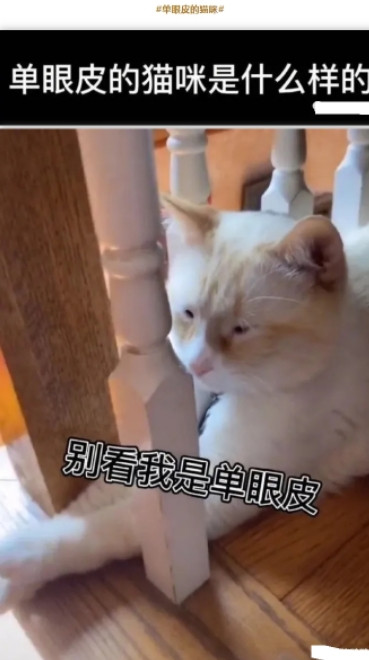 单眼皮的猫咪