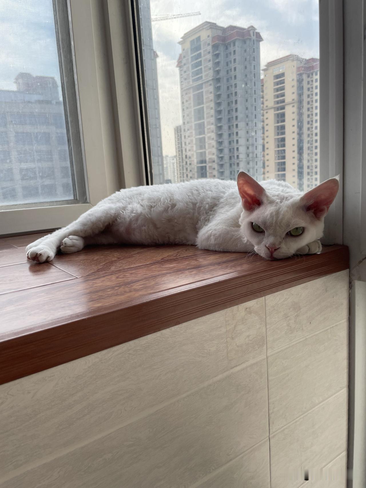 我家小猫咪总能找到它心仪的睡觉地方，还能把自己的小猫爪爪当枕头。这两天天气突