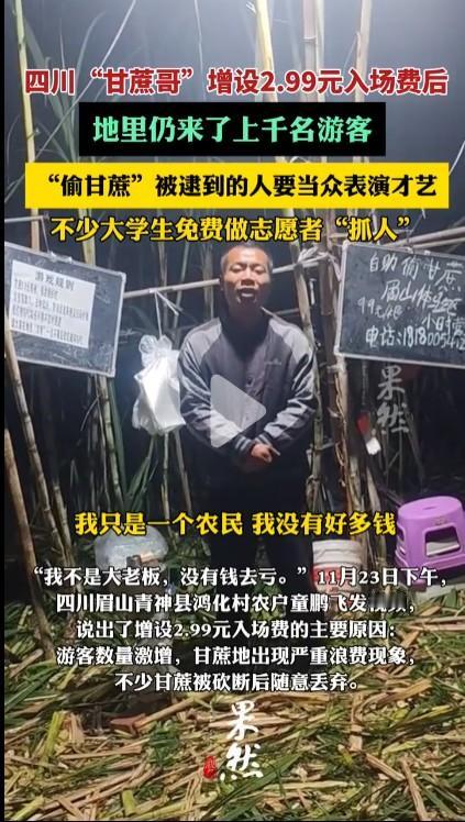 实际上就是农家乐采摘园的翻新版，让顾客自己到地里砍甘蔗，不仅收取9.9元一根，而