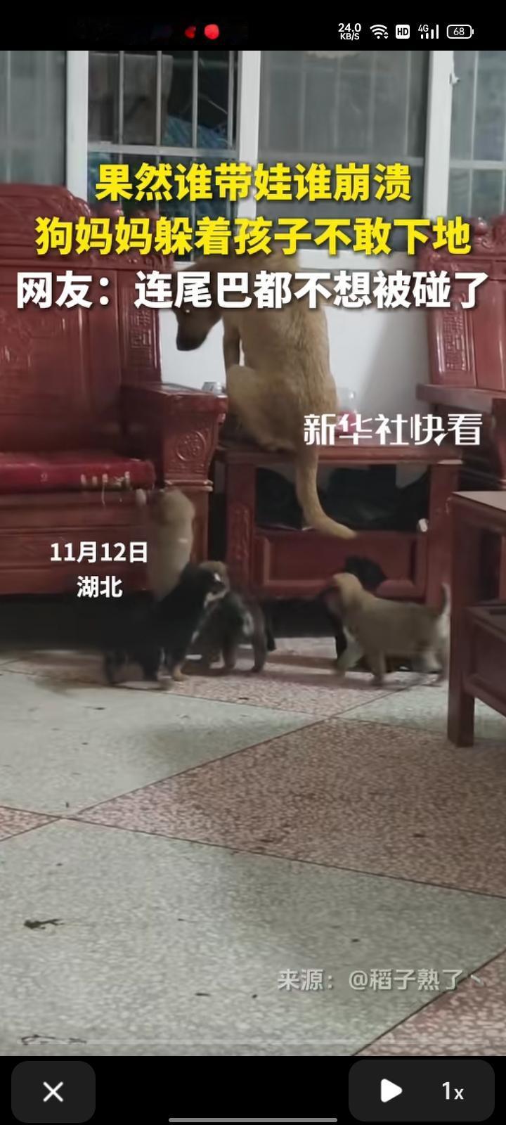 11月12日，湖北咸宁。网友发视频称，狗妈妈躲着小狗崽们不敢下地，小狗崽们出生4