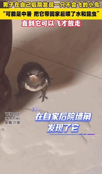 万物皆有灵性！安徽，男子在自己家后院发现一只不会飞的小鸟，也可能是中暑了，于是男