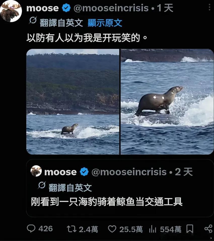 问了下AI竟然是真的，鲸鱼赶完鱼群一起开动​​​