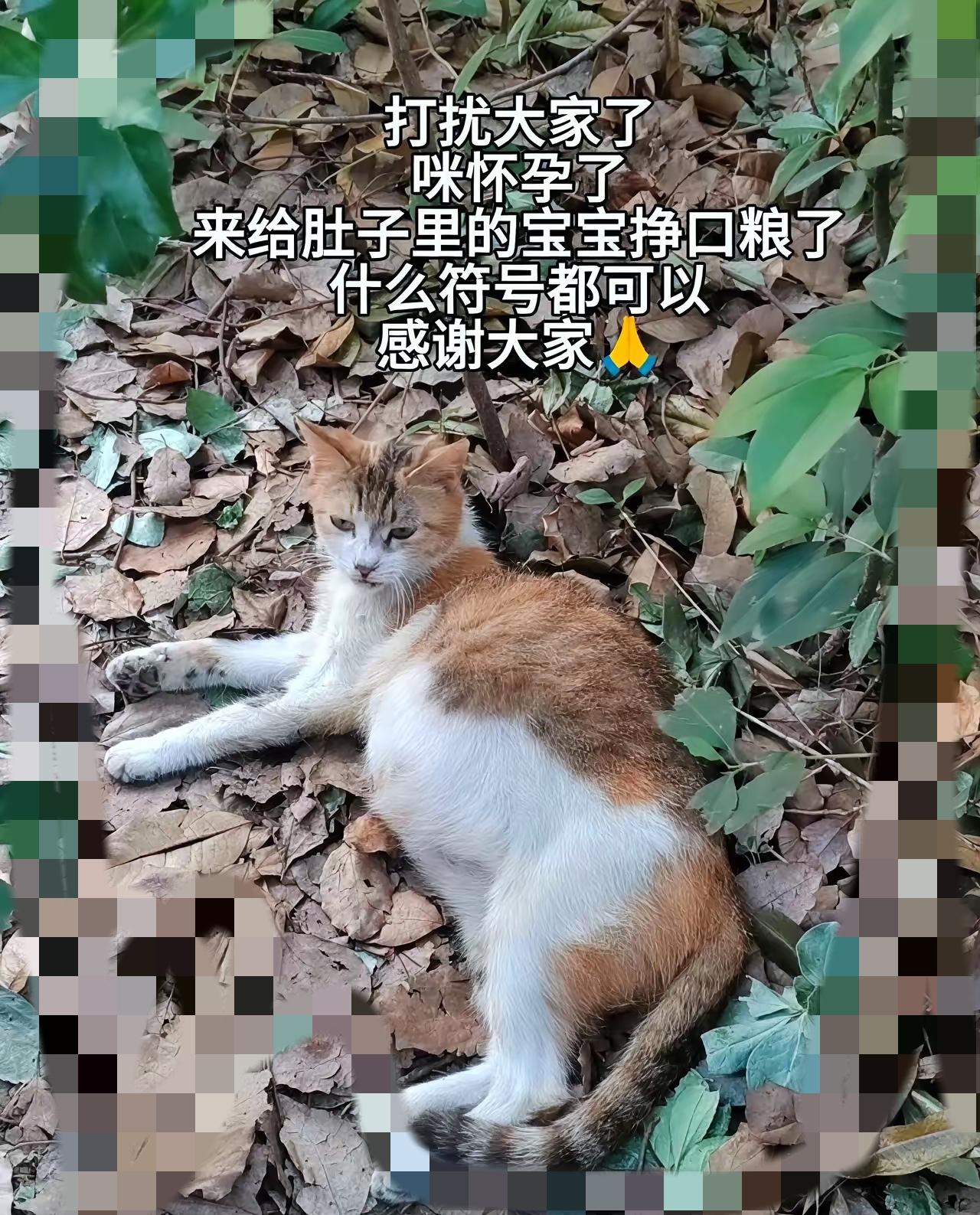 谁能留意城市角落那些缩成一团的小身影？很多人总觉得流浪动物只是无