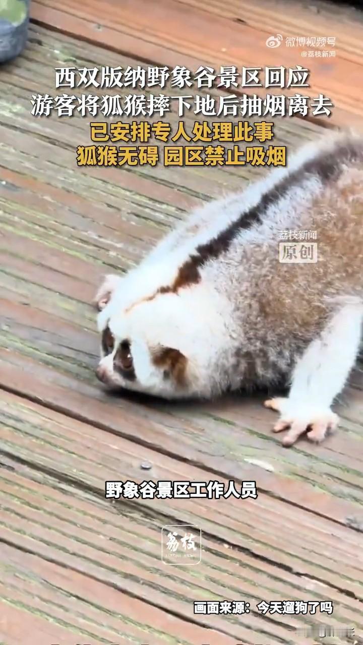 男子为了让“蜂猴”与妻子合影，居然丧心病狂的将它从树上摇晃下来！近日，云南西