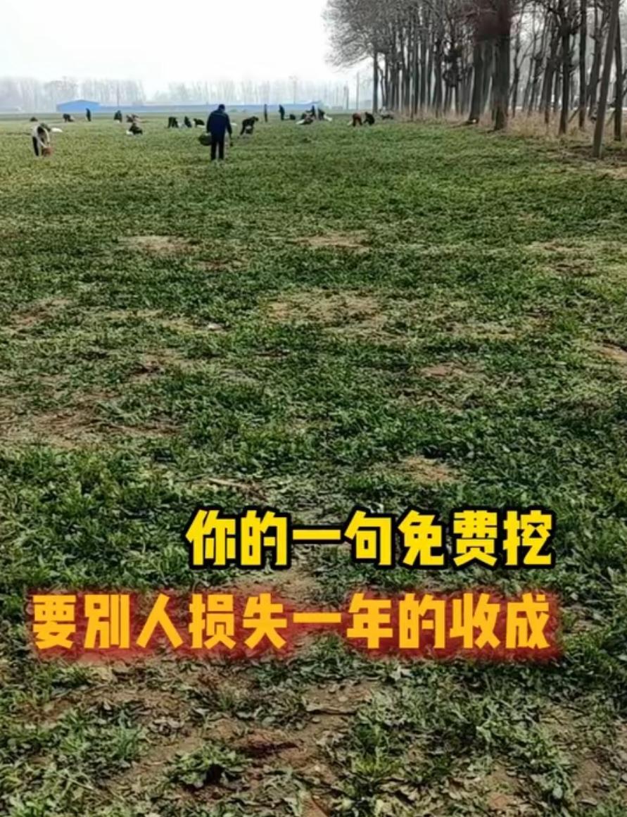 网红“内黄仙姐”一声吆喝“免费荠菜，随便薅”，一夜之间，别人种的两百亩荠菜遭到周