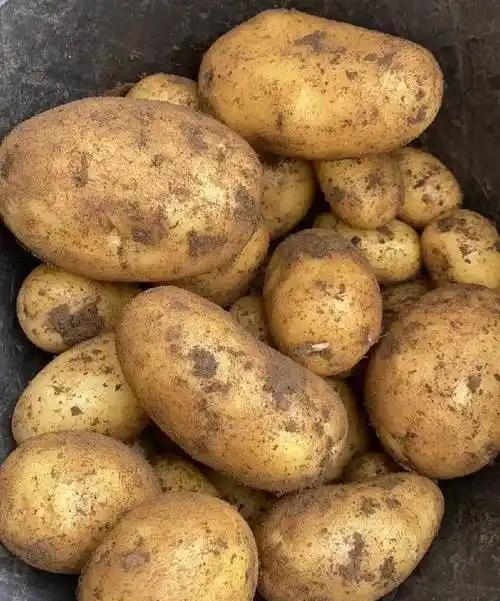 中国人为什么不把土豆当主食，而在欧美却是主食？其实原因很简单：因为土豆来得太晚了