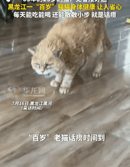 万物皆有灵！黑龙江黑河。一只出生于03年的猫咪已23岁高龄，突破家猫常规寿命，堪
