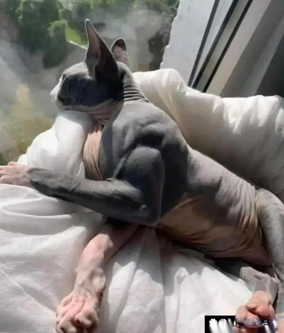 这是猫吗？估计我都打不过它！