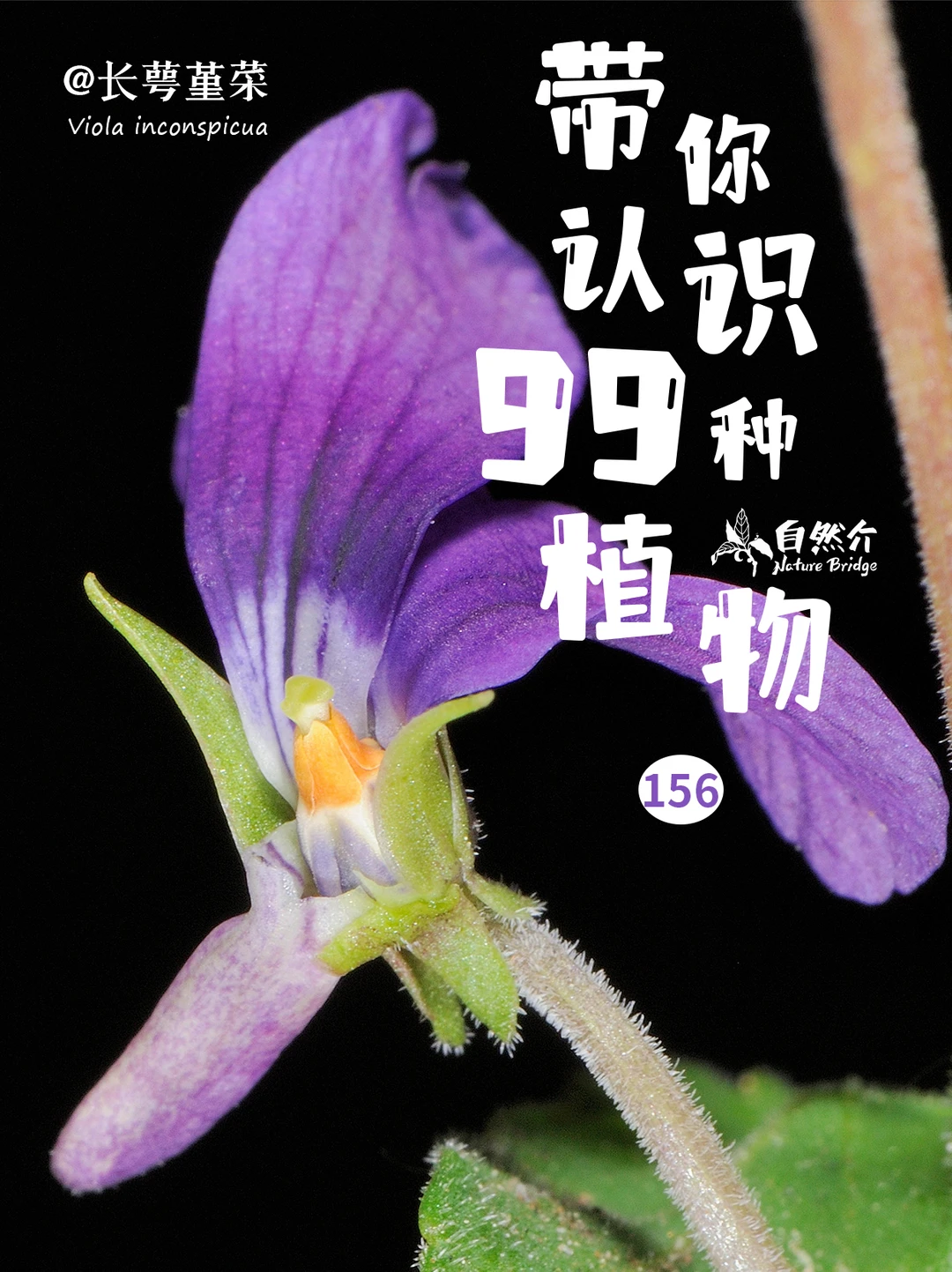 带你认识99种植物