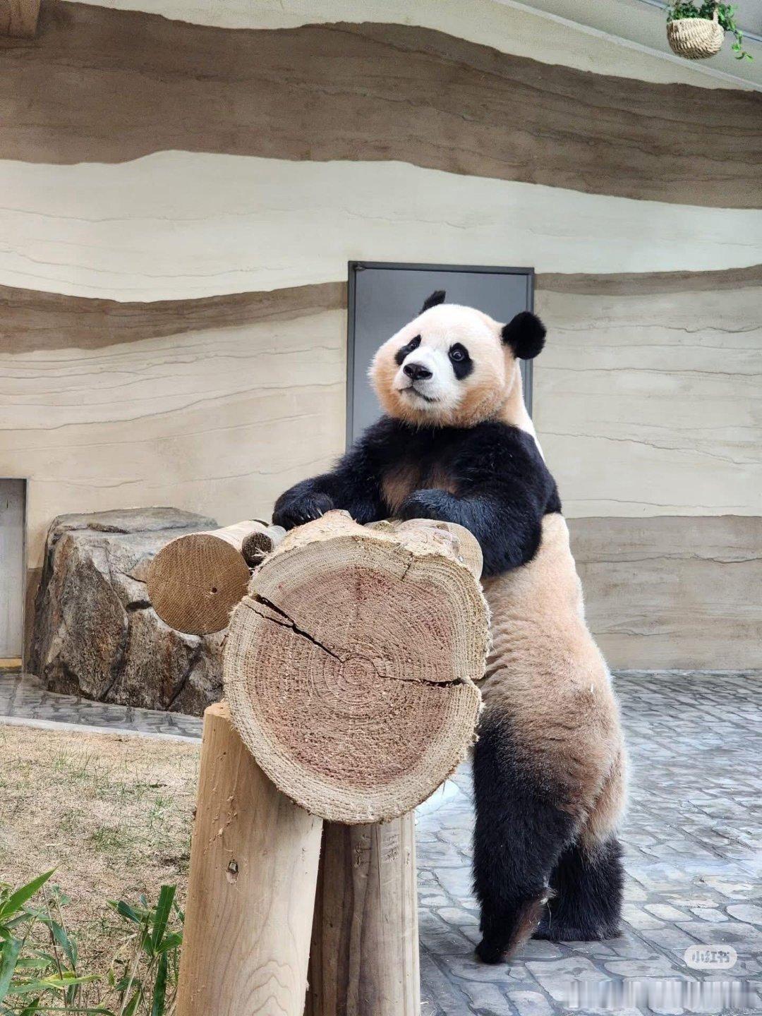 踮起脚尖，优雅的辉宝宝～