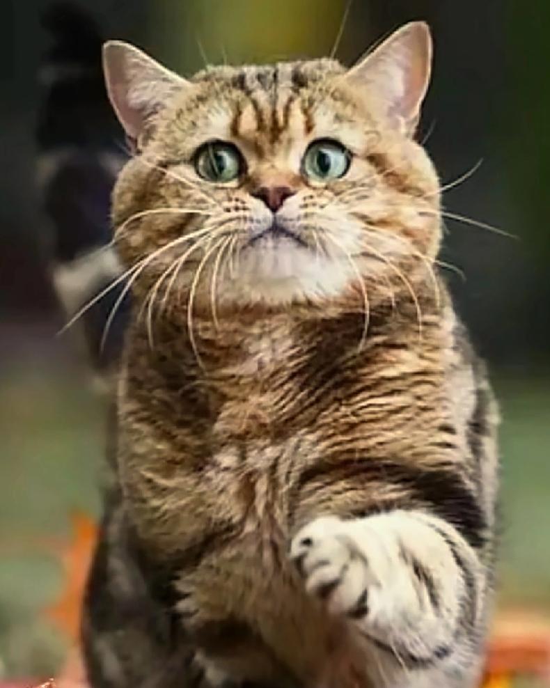 分享一张猫咪照片随手拍～