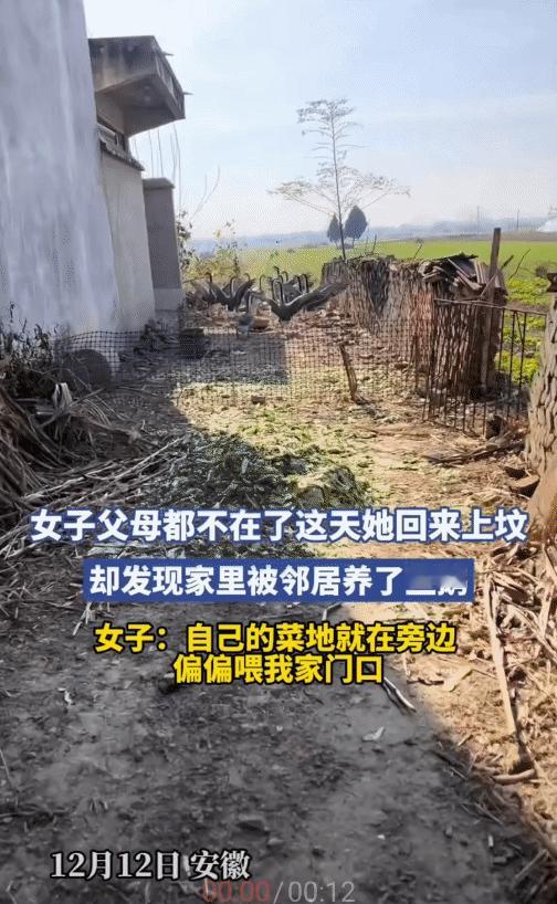 女子的父母都不在了，她回老家去上坟时，突然发现自己家门前被邻居养了一些鹅。而邻居