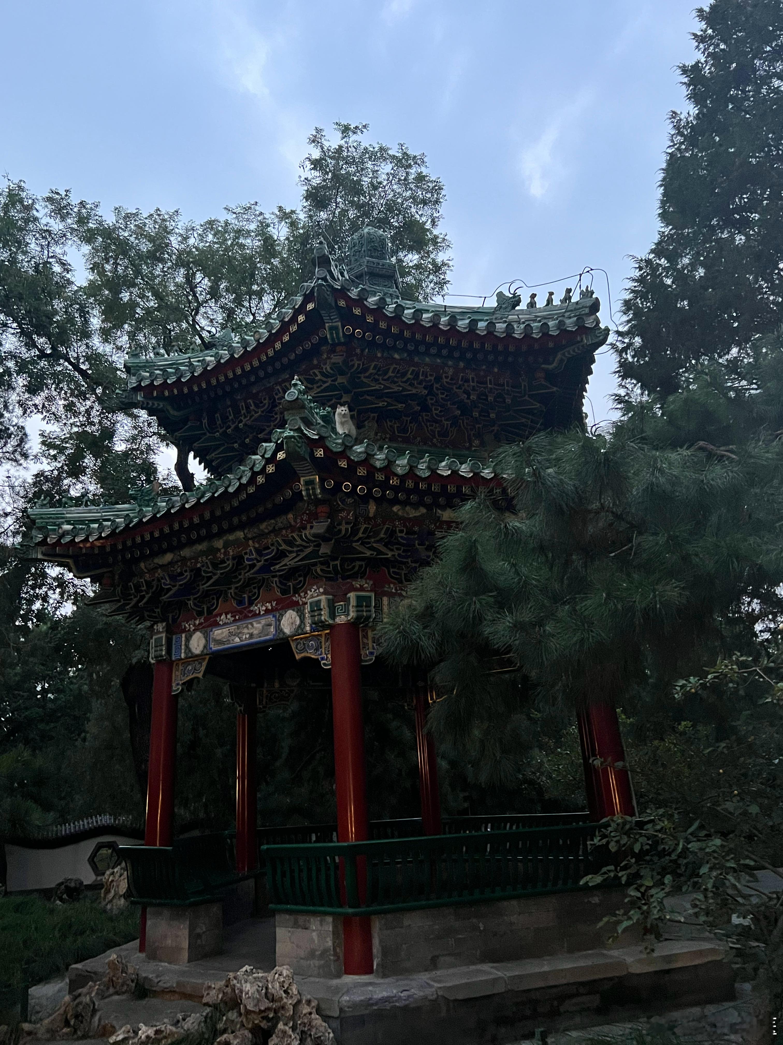 这只猫猫挺厉害的，在二楼，独立的亭子，不晓得怎么上去的。现在的问题是，如何下来？