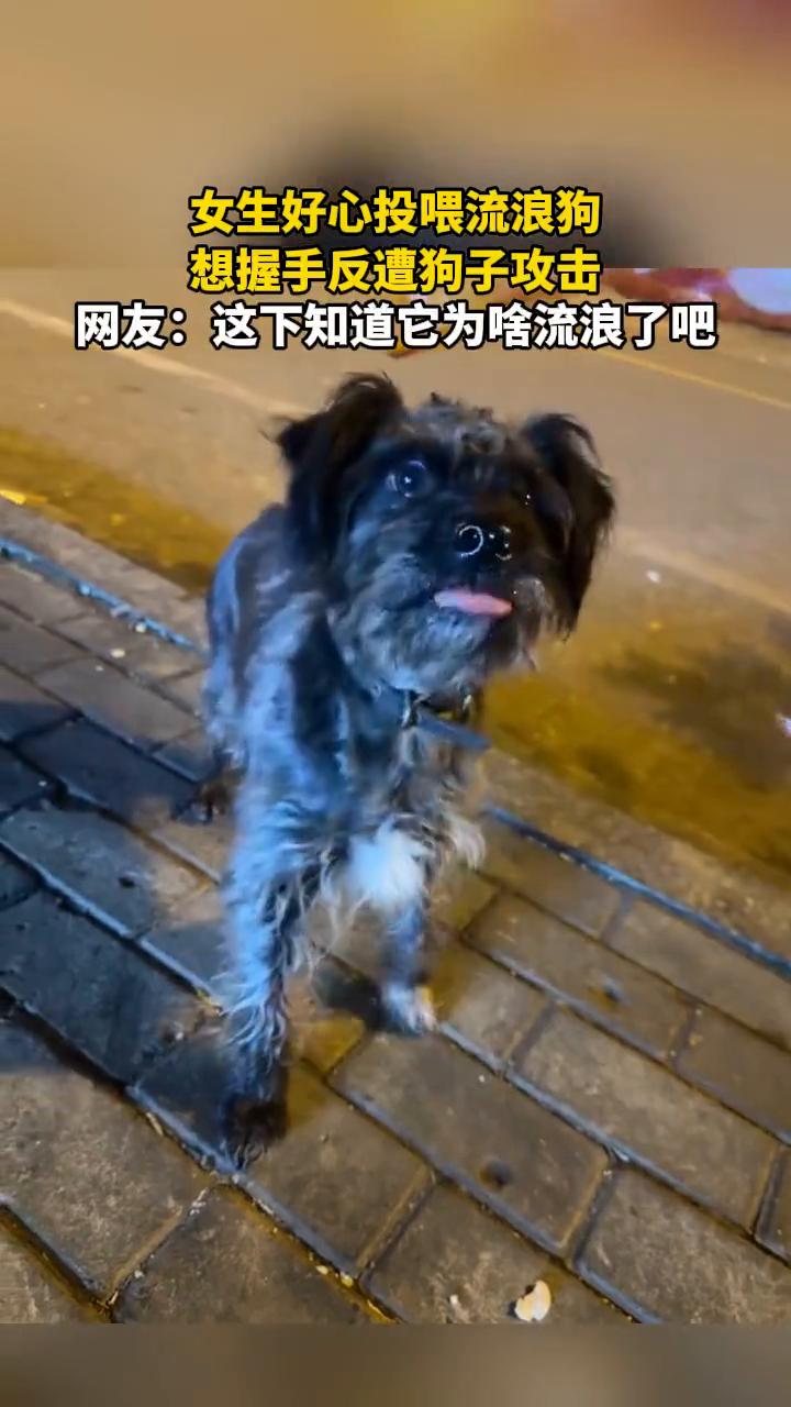 女生好心投喂流浪狗，想握手反遭狗子攻击。网友：这下知道它为啥流浪了吧。12月