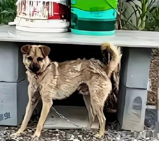 山西长治这起因狗引发的恶性事件，申某一家就是妥妥的受害者！第一、狗主人郭某为