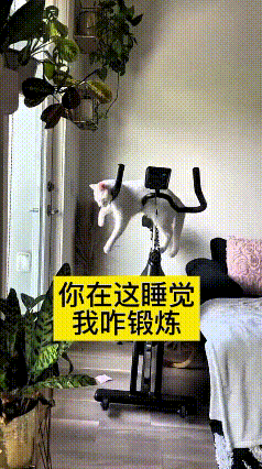 看到这个视频真是太逗了！主人吃完饭本来打算骑动感单车锻炼一下，结果一进门，发现自
