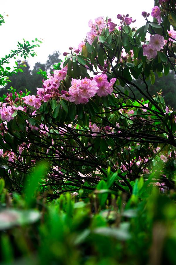 周日重磅消息，3月30号大A机会与风险剖析！周日重磅消息如下：一、据媒体报道