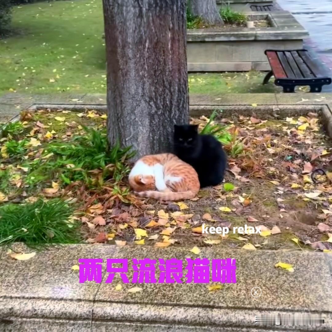 早上到公园去跑步，看到一棵大树的底下，有两只流浪猫咪，一只黑色一只橘白色。橘白色