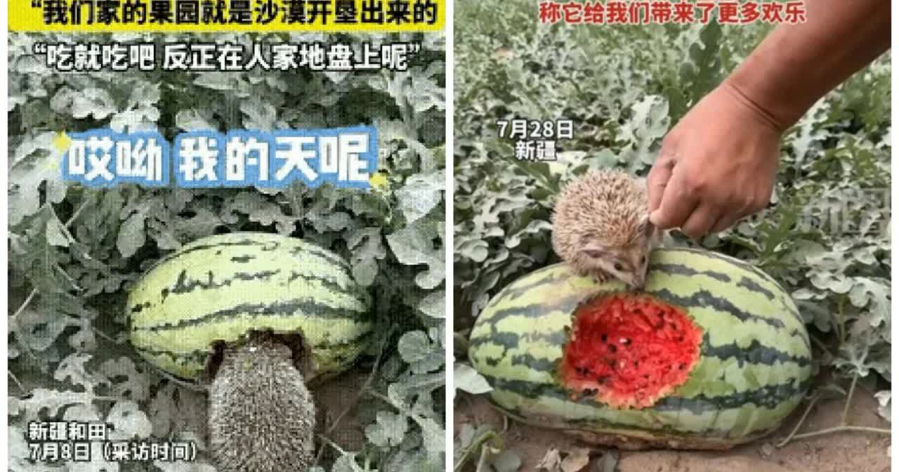 家人们快看！新疆和田这事儿，太戳心了！7月8日，女子去瓜田，撞见一只刺猬