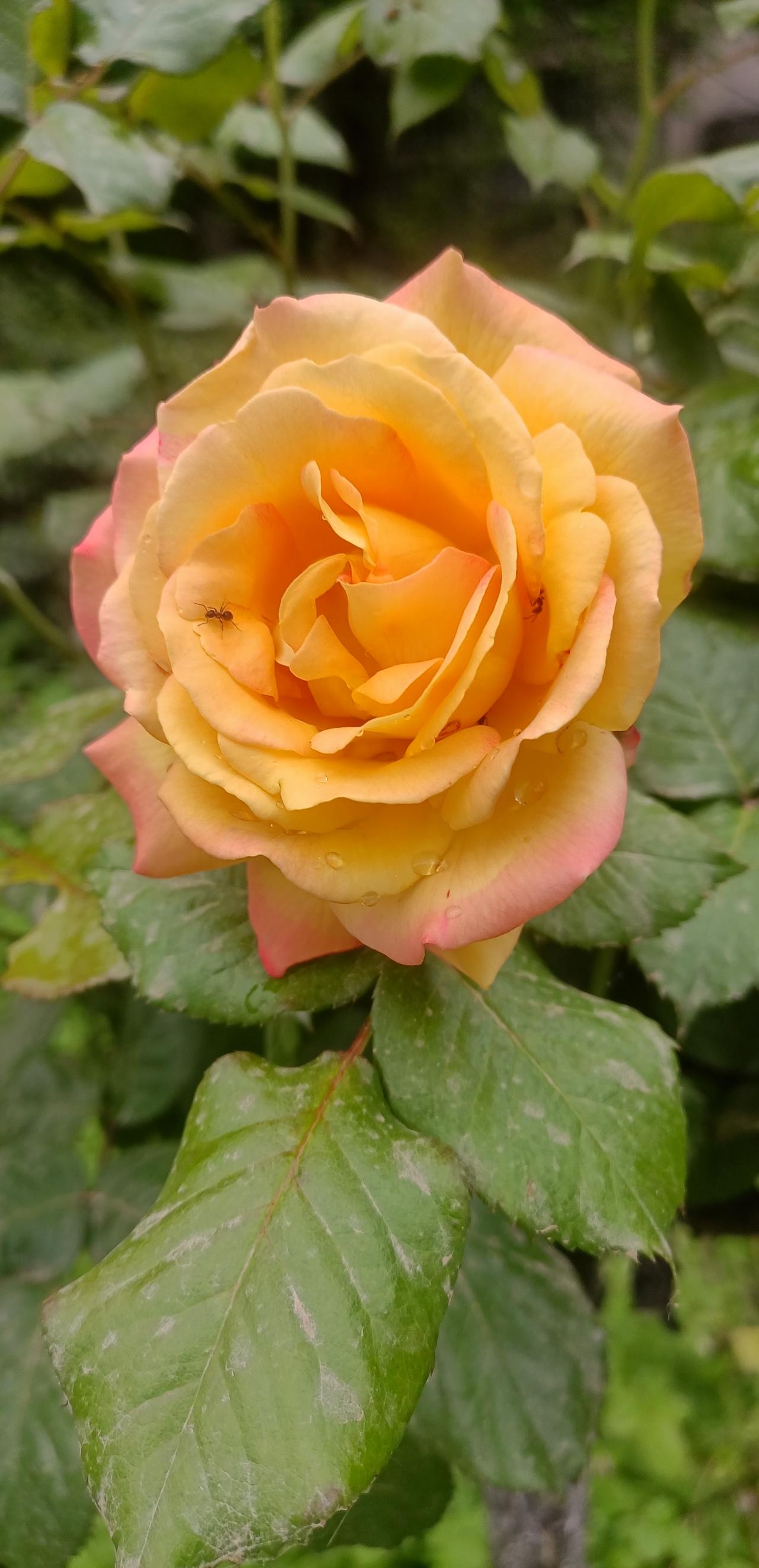 【春之韵·人间谷雨，雨落诗意】春日生活打卡季人间谷雨，雨落诗意。看雨润百花