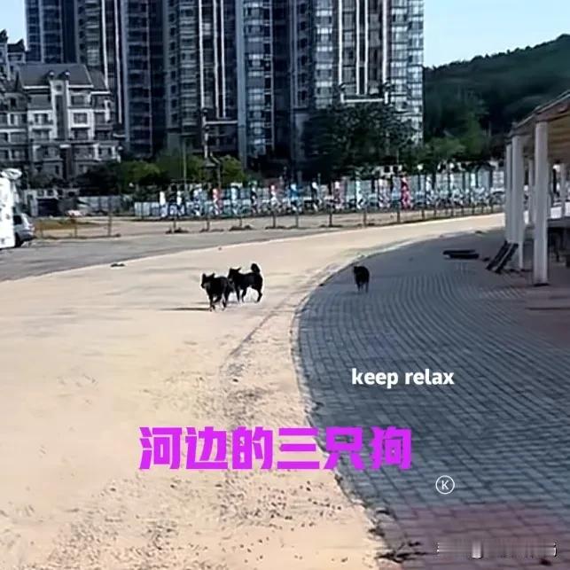 今天下午路过河边，看到三只狗子在这里转悠，这么高的温度，也不知道它们在这里转悠什