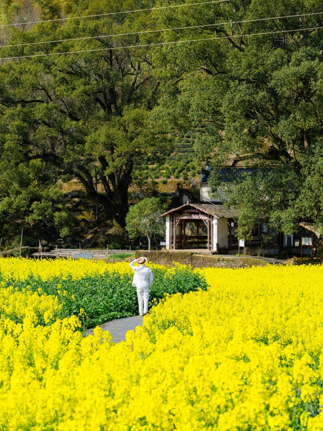 被《国家地理》评为中国最美的春天🌼有多绝👍