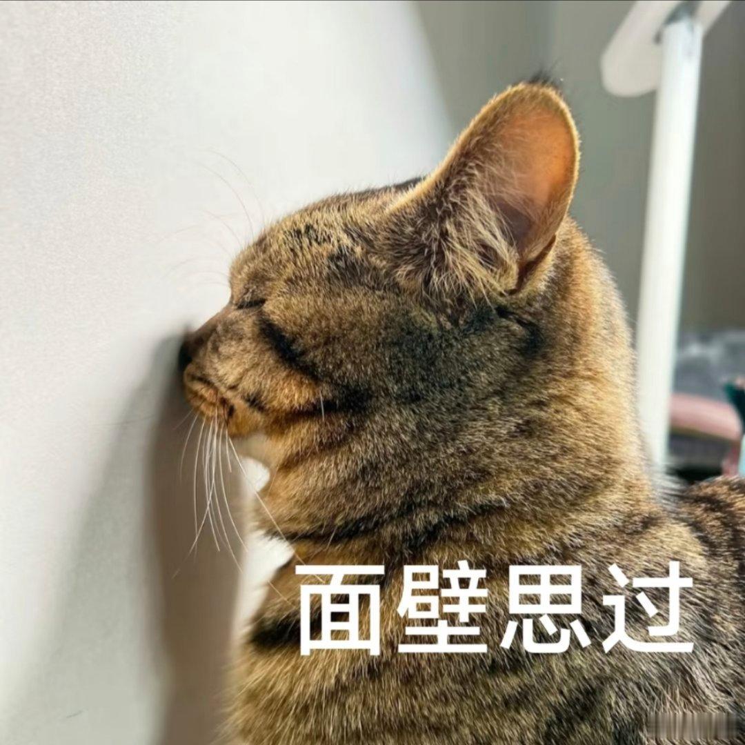 可爱猫咪头像分享。