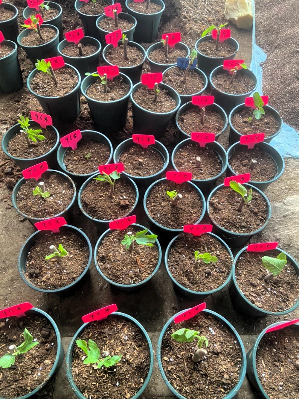 今天又栽了五十盆久留米无花果小苗，之前还看到有人对比久留米黑甜无花果和波姬红的口