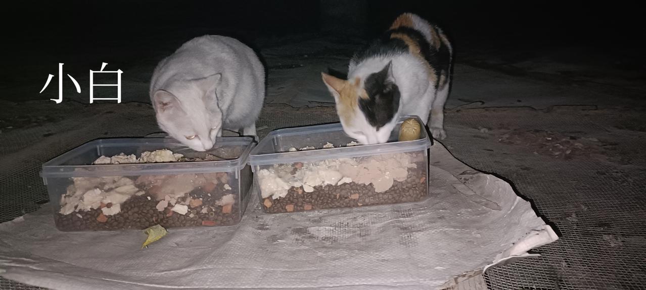 希望越大，失望也越大！今晚小橘白猫和小黑猫依然没有出现，这对于三四个月大的小猫来